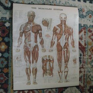 1947, 1981 The Muscular System 20" x 25" Peter Bachin Chart Anatomical Chart Co